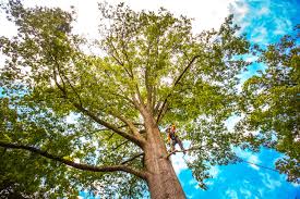 Trusted Battle Mountain, NV Tree Services Experts